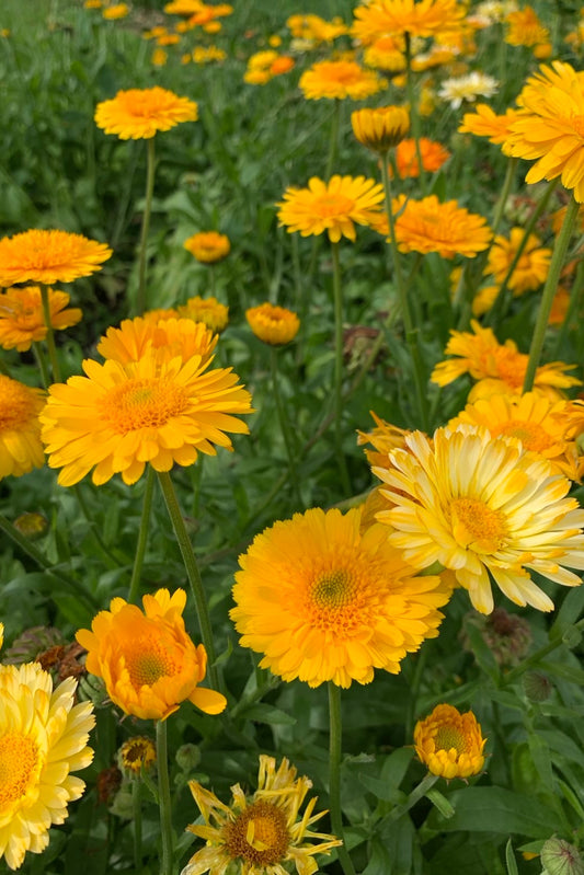 Goudsbloem 'Kinglet mix' – Calendula officinalis