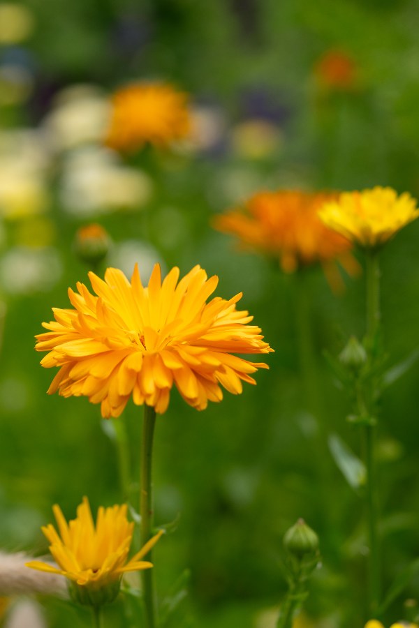Goudsbloem (mix) - Calendula officinalis - closeup - oranje
