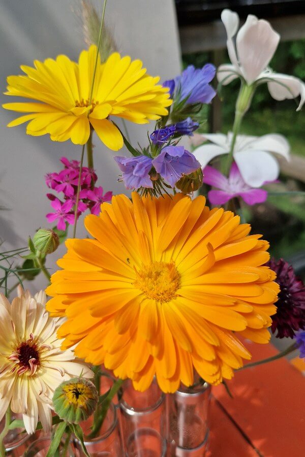 Goudsbloem (mix) - Calendula officinalis - in een vaasje