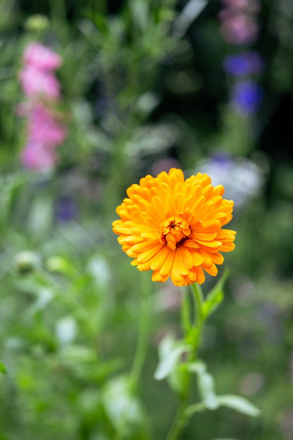 Goudsbloem (oranje) - Calendula officinalis