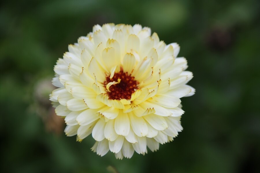 Goudsbloem 'Snow princess' - Calendula officinalis