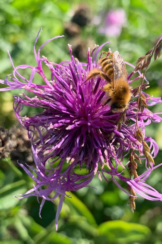 Grote centaurie - Centaurea scabiosa