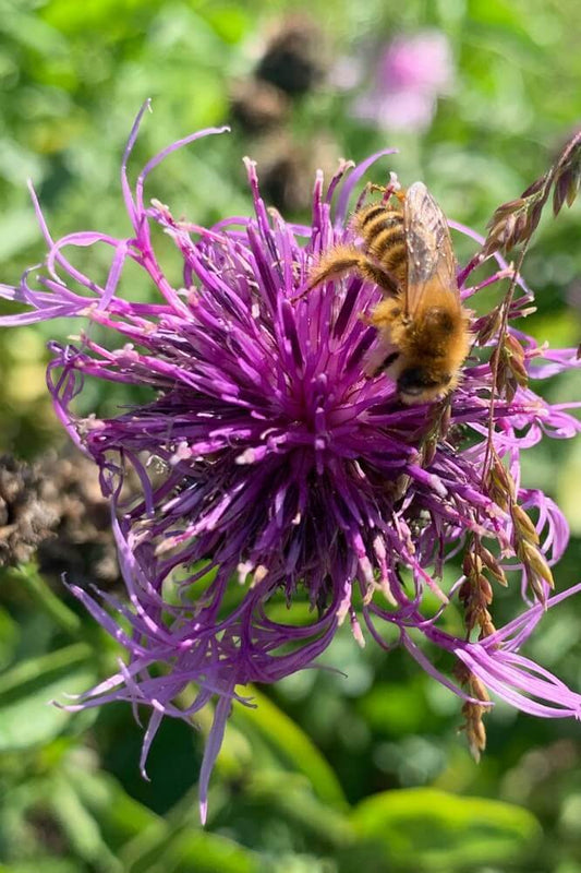 Grote centaurie - Centaurea scabiosa