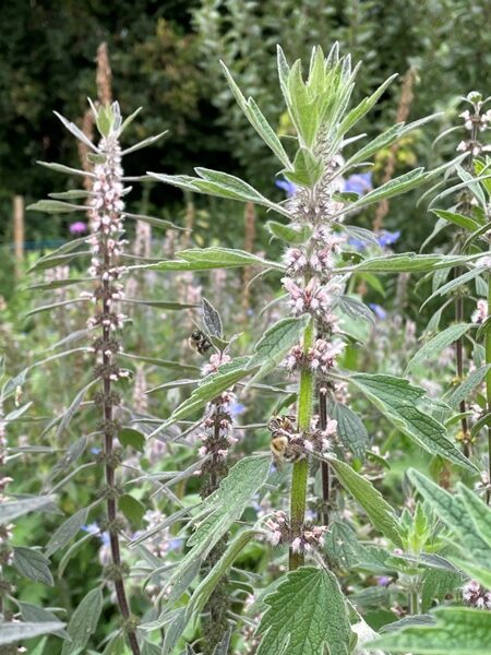 Hartgespan - Leonurus cardiaca - roze