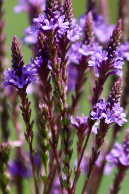 IJzerhard - Verbena hastata - closeup