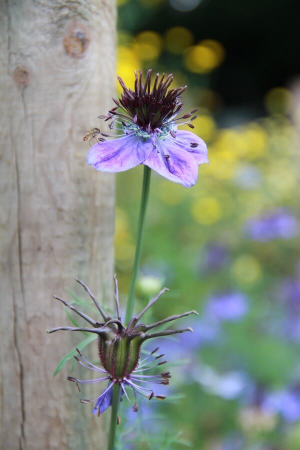 Juffertje 'African bride' - Nigella papillosa - blauw