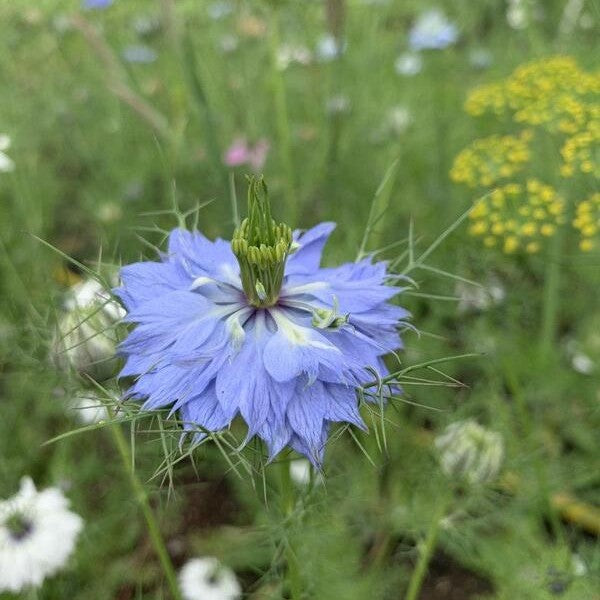 Juffertje-in-het-groen ‘Juweeltjes mix’ - Nigella damascena - blauw