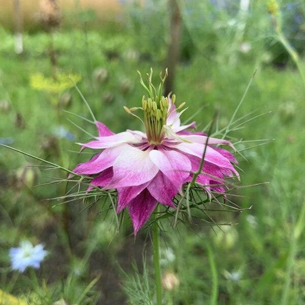 Juffertje-in-het-groen ‘Juweeltjes mix’ - Nigella damascena - roze