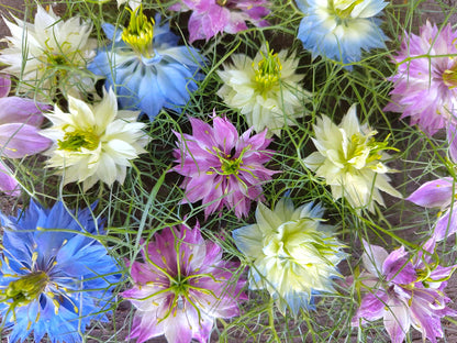 Juffertje-in-het-groen (kleurmix) – Nigella damascena - closeup
