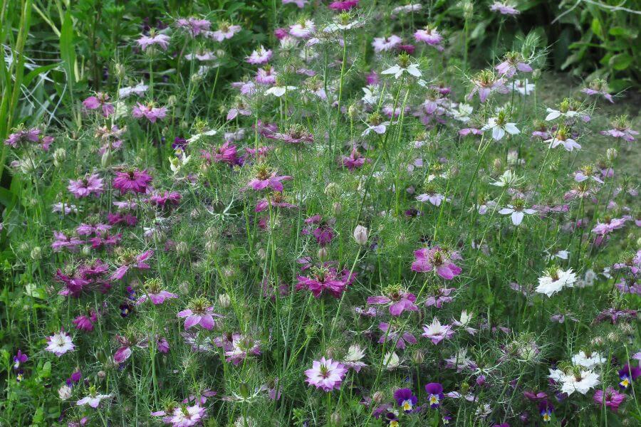 Juffertje-in-het-groen 'Miss Jekyll Rose' - Nigella damascena