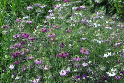 Juffertje-in-het-groen 'Miss Jekyll Rose' - Nigella damascena