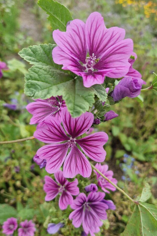 Kaasjeskruid 'Mauritania' - Malva sylvestris - closeup