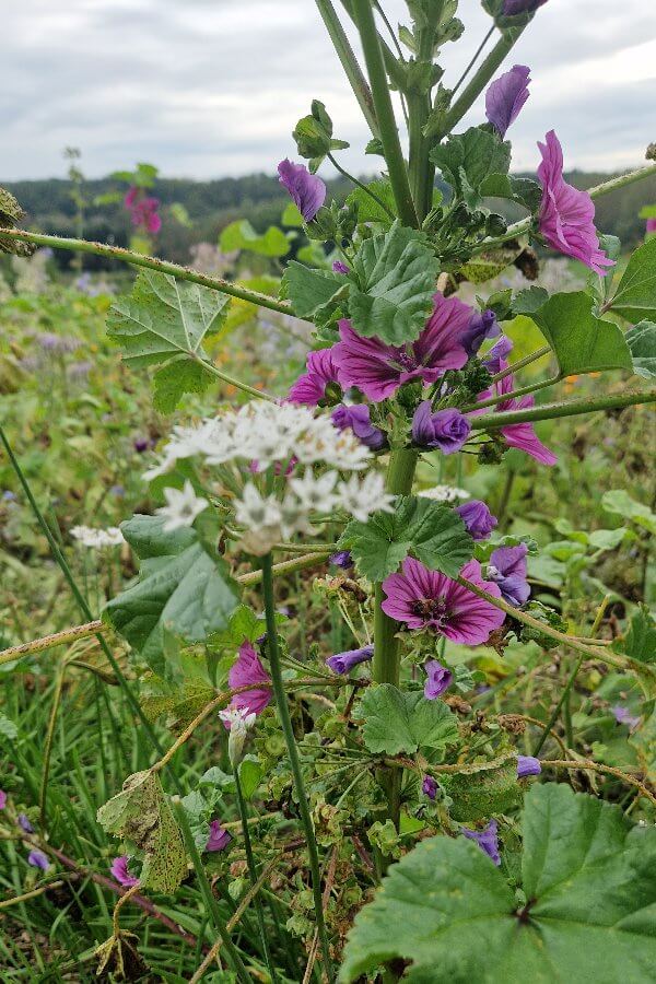 Chinese Look samen met Kaasjeskruid 'Mauritania' - Chinese bieslook - Allium tuberosum