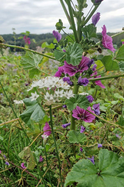 Chinese Look samen met Kaasjeskruid 'Mauritania' - Chinese bieslook - Allium tuberosum