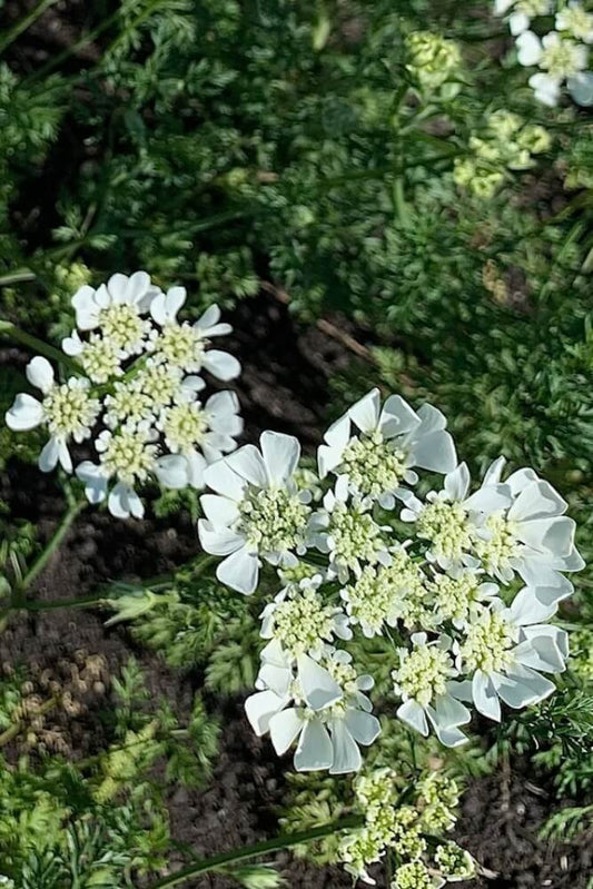 Spitzenblume - Orlaya grandiflora