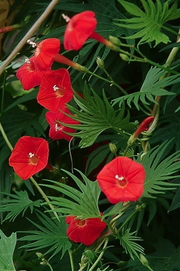 Kardinaalswinde - Ipomoea quamoclit