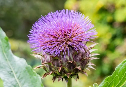 Kardoen - Cynara Cardunculus - closeup