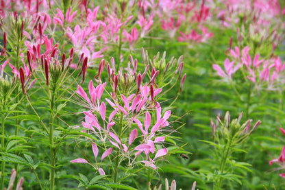 Kattensnor (roze) - Cleome hassleriana