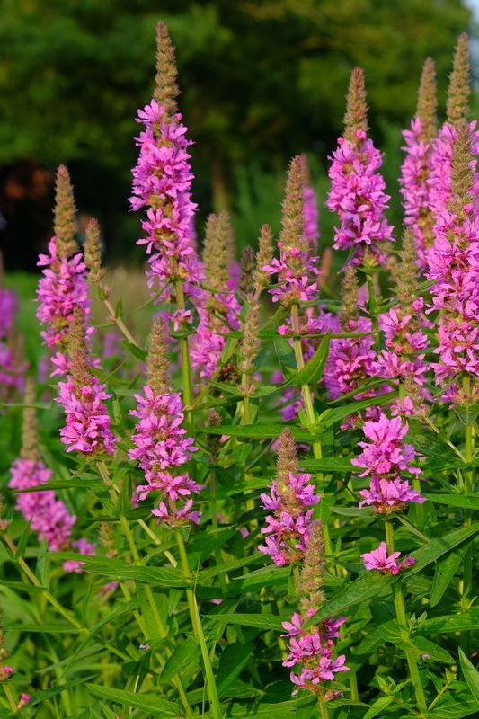 Kattenstaart - Lythrum salicaria
