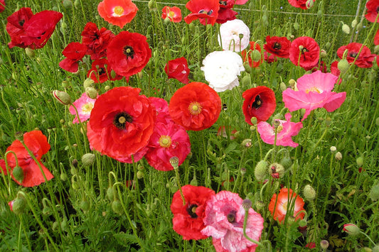 Klaproos (mix)| Papaver rhoeas