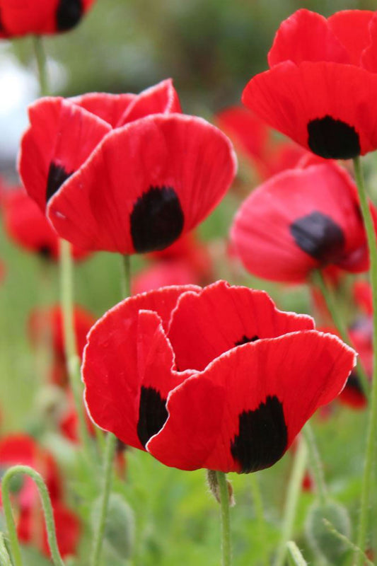 Klaproos ‘Pierrot’ - Papaver commutatum