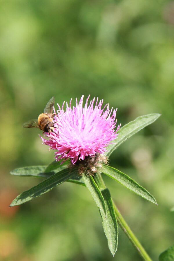 Knoopkruid - Centaurea jacea - closeup - bij in de bloem