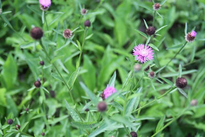 Knoopkruid - Centaurea jacea