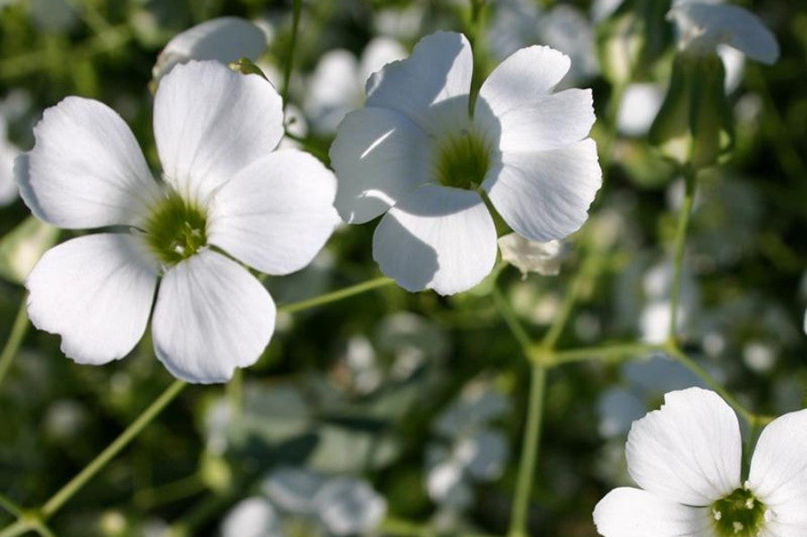 Koekruid - Vaccaria hispanica - closeup - wit