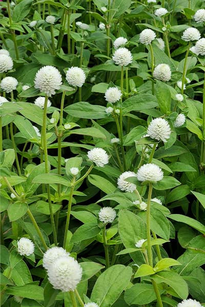 Kogelamarant 'Audray white' – Gomphrena globosa