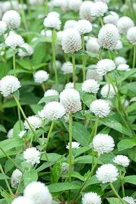 Kogelamarant 'Audray white' – Gomphrena globosa - wit