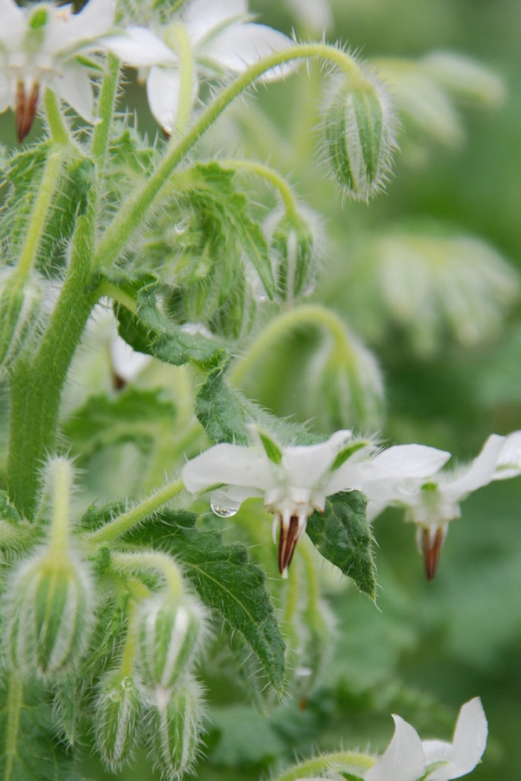Komkommerkruid (wit) - Borago officinalis