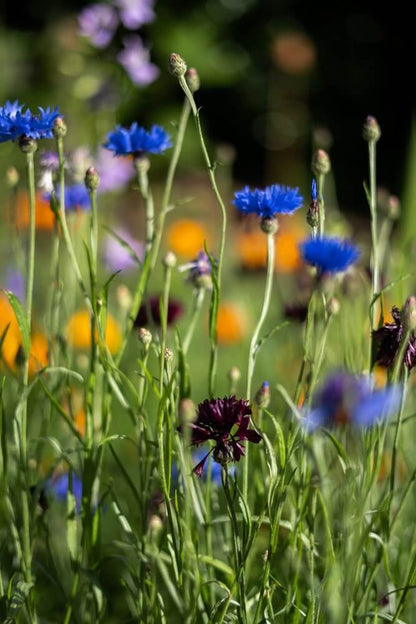 Korenbloem (blauw) - Centaurea Cyanus