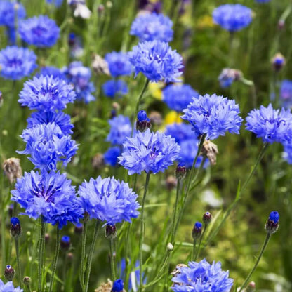 Korenbloem - Centaurea cyanus - blauw