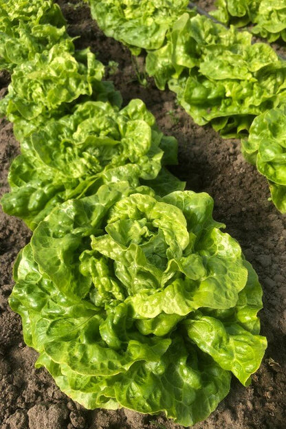 Kropsla klein duimpje