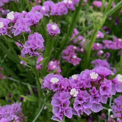 Lamsoor ‘Pink Lavender’ - Statice sinuata - close-up