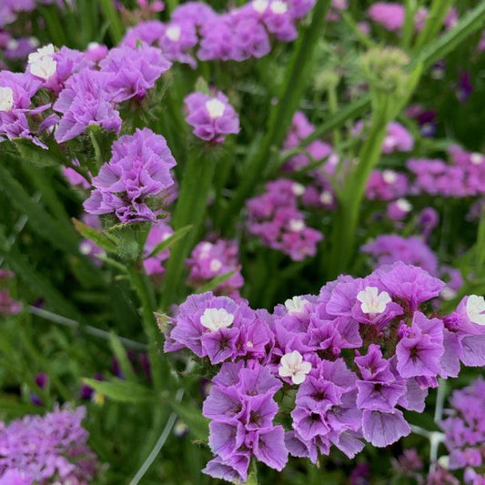Lamsoor ‘Pink Lavender’ - Statice sinuata - close-up
