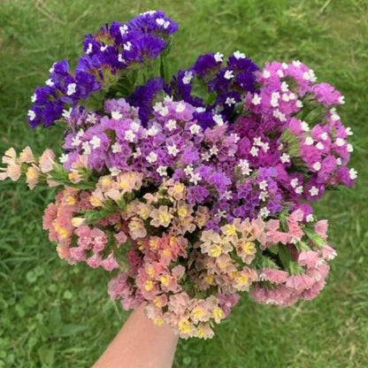 Lamsoor ‘Purple rainbow’ - Statice sinuata