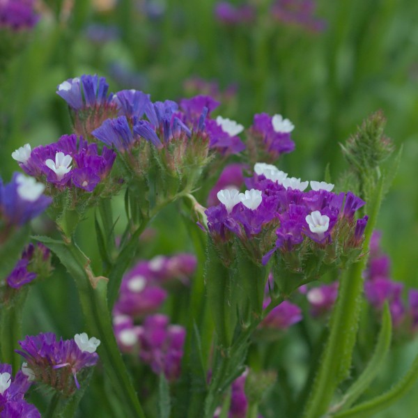 Lamsoor ‘Purple rainbow’ - Statice sinuata