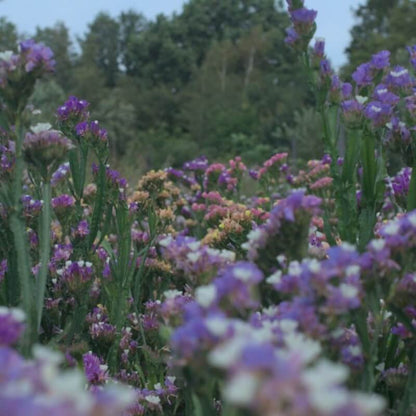 Lamsoor ‘Purple rainbow’ - Statice sinuata - veld