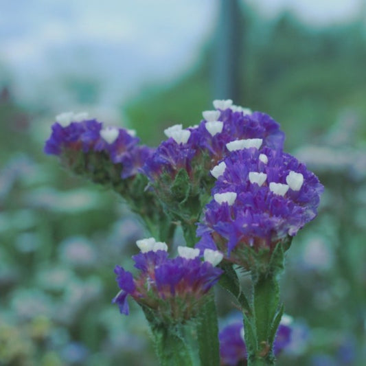 Lamsoor ‘Purple’ - Statice sinuata - close-up