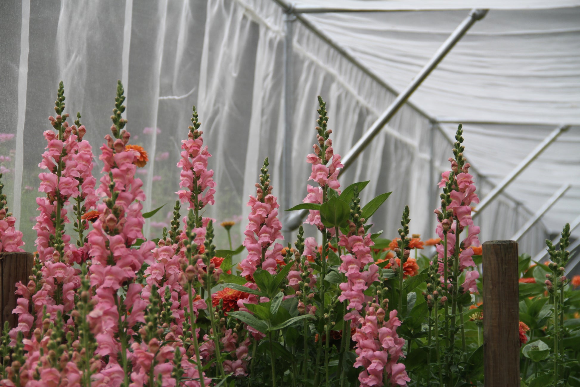 Leeuwenbek Potomac (roze) – Antirrhinum majus