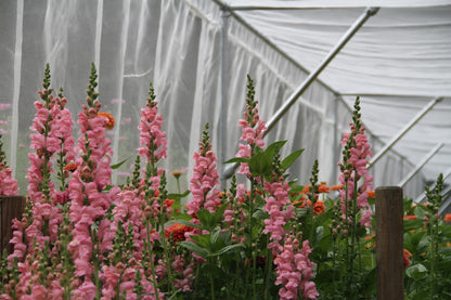 Leeuwenbek Potomac (roze) – Antirrhinum majus