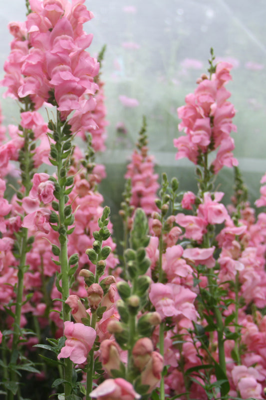 Leeuwenbek Potomac (roze) – Antirrhinum majus