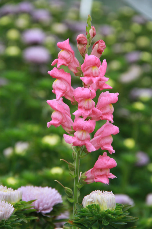 Leeuwenbek ‘Rocket rose shades’ – Antirrhinum majus