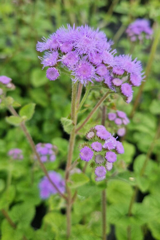 Leverbalsem - Ageratum houstonianum - lila