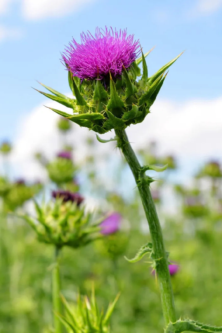 Mariadistel - Silybum marianum - closeup - paars