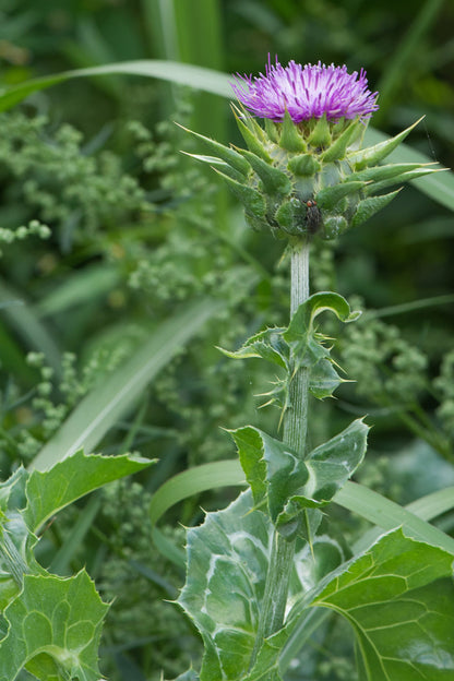 Mariadistel - Silybum marianum - groengrijs blad