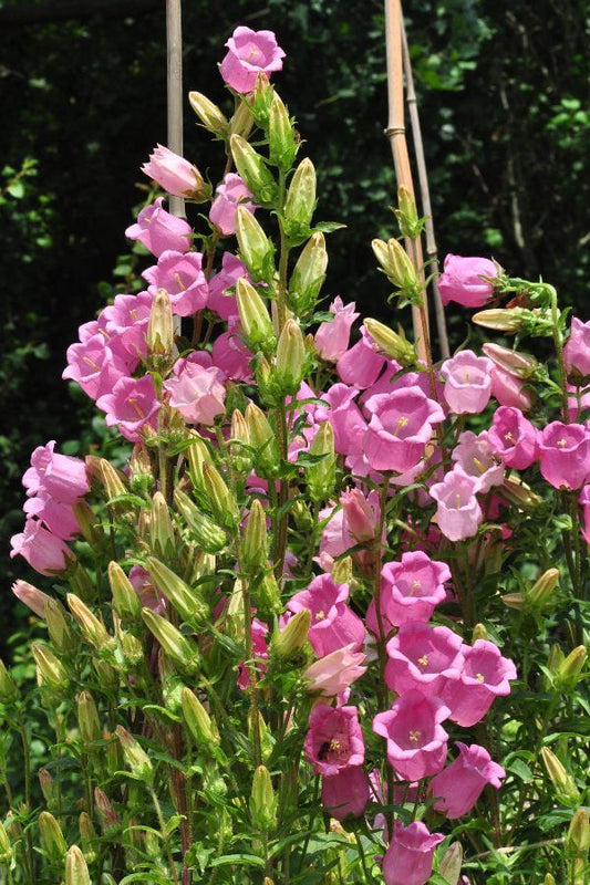 Mariëtteklokje 'Single rose' - Campanula medium