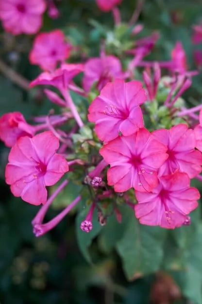Mirabilis 'Belle de nuit' - Mirabilis jalapa