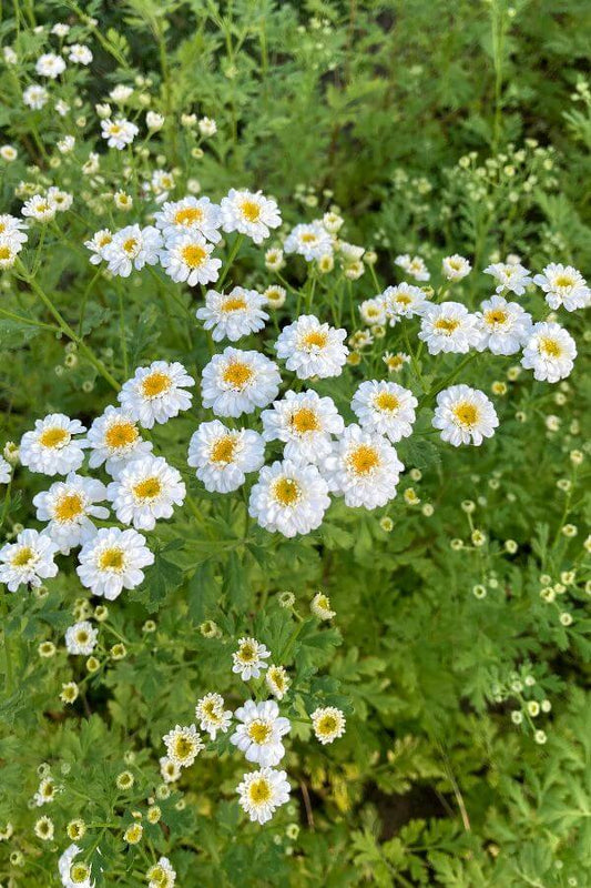 Moederkruid 'tetra white' - Tanacetum parthenium